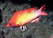 Diana Hogfish